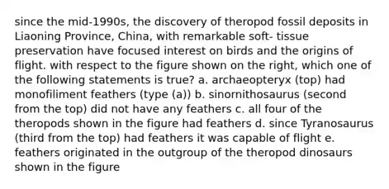 since the mid-1990s, the discovery of theropod fossil deposits in Liaoning Province, China, with remarkable soft- tissue preservation have focused interest on birds and the origins of flight. with respect to the figure shown on the right, which one of the following statements is true? a. archaeopteryx (top) had monofiliment feathers (type (a)) b. sinornithosaurus (second from the top) did not have any feathers c. all four of the theropods shown in the figure had feathers d. since Tyranosaurus (third from the top) had feathers it was capable of flight e. feathers originated in the outgroup of the theropod dinosaurs shown in the figure