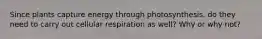 Since plants capture energy through photosynthesis, do they need to carry out cellular respiration as well? Why or why not?