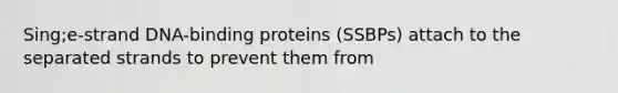 Sing;e-strand DNA-binding proteins (SSBPs) attach to the separated strands to prevent them from