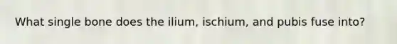 What single bone does the ilium, ischium, and pubis fuse into?