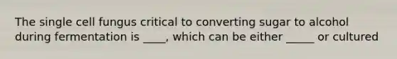 The single cell fungus critical to converting sugar to alcohol during fermentation is ____, which can be either _____ or cultured