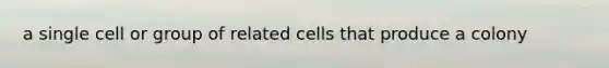 a single cell or group of related cells that produce a colony