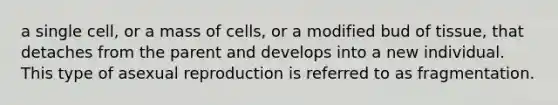 a single cell, or a mass of cells, or a modified bud of tissue, that detaches from the parent and develops into a new individual. This type of asexual reproduction is referred to as fragmentation.