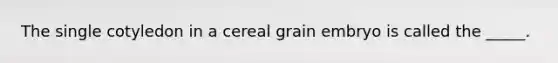 The single cotyledon in a cereal grain embryo is called the _____.