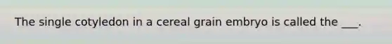 The single cotyledon in a cereal grain embryo is called the ___.