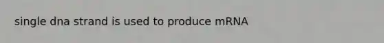 single dna strand is used to produce mRNA