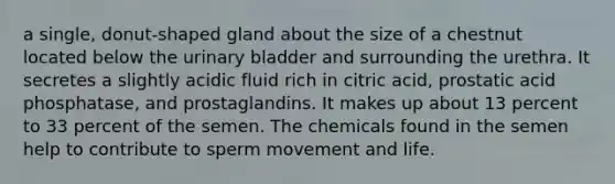 a single, donut-shaped gland about the size of a chestnut located below the urinary bladder and surrounding the urethra. It secretes a slightly acidic fluid rich in citric acid, prostatic acid phosphatase, and prostaglandins. It makes up about 13 percent to 33 percent of the semen. The chemicals found in the semen help to contribute to sperm movement and life.