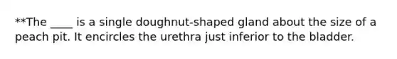 **The ____ is a single doughnut-shaped gland about the size of a peach pit. It encircles the urethra just inferior to the bladder.