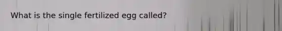 What is the single fertilized egg called?