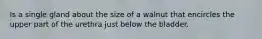 Is a single gland about the size of a walnut that encircles the upper part of the urethra just below the bladder.