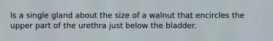 Is a single gland about the size of a walnut that encircles the upper part of the urethra just below the bladder.