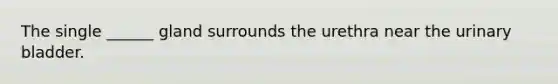 The single ______ gland surrounds the urethra near the urinary bladder.