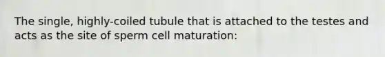 The single, highly-coiled tubule that is attached to the testes and acts as the site of sperm cell maturation: