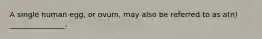 A single human egg, or ovum, may also be referred to as a(n) _______________.