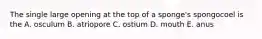 The single large opening at the top of a sponge's spongocoel is the A. osculum B. atriopore C. ostium D. mouth E. anus