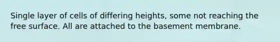 Single layer of cells of differing heights, some not reaching the free surface. All are attached to the basement membrane.