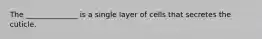 The ______________ is a single layer of cells that secretes the cuticle.