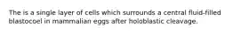 The is a single layer of cells which surrounds a central fluid-filled blastocoel in mammalian eggs after holoblastic cleavage.