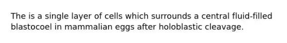 The is a single layer of cells which surrounds a central fluid-filled blastocoel in mammalian eggs after holoblastic cleavage.