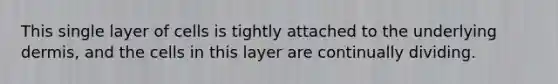 This single layer of cells is tightly attached to the underlying dermis, and the cells in this layer are continually dividing.