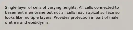 Single layer of cells of varying heights. All cells connected to basement membrane but not all cells reach apical surface so looks like multiple layers. Provides protection in part of male urethra and epididymis.