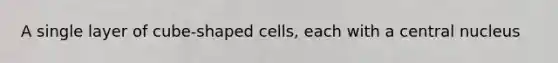 A single layer of cube-shaped cells, each with a central nucleus