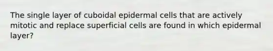 The single layer of cuboidal epidermal cells that are actively mitotic and replace superficial cells are found in which epidermal layer?