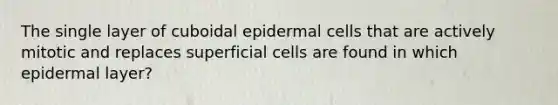 The single layer of cuboidal epidermal cells that are actively mitotic and replaces superficial cells are found in which epidermal layer?