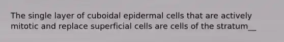 The single layer of cuboidal epidermal cells that are actively mitotic and replace superficial cells are cells of the stratum__