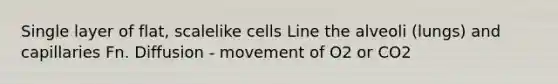 Single layer of flat, scalelike cells Line the alveoli (lungs) and capillaries Fn. Diffusion - movement of O2 or CO2