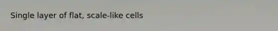 Single layer of flat, scale-like cells