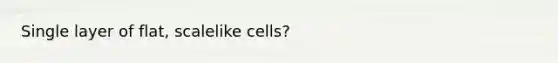 Single layer of flat, scalelike cells?