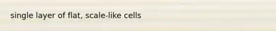 single layer of flat, scale-like cells