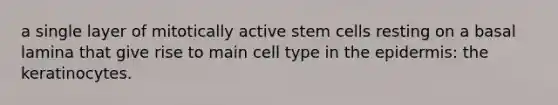 a single layer of mitotically active stem cells resting on a basal lamina that give rise to main cell type in the epidermis: the keratinocytes.