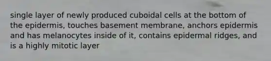 single layer of newly produced cuboidal cells at the bottom of <a href='https://www.questionai.com/knowledge/kBFgQMpq6s-the-epidermis' class='anchor-knowledge'>the epidermis</a>, touches basement membrane, anchors epidermis and has melanocytes inside of it, contains epidermal ridges, and is a highly mitotic layer