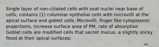 Single layer of non-ciliated cells with oval nuclei near base of cells; contains (1) columnar epithelial cells with microvilli at the apical surface and goblet cells. Microvilli, finger like cytoplasmic projections, increase surface area of PM, rate of absorption Goblet cells are modified cells that secret mucus, a slightly sticky flood at their apical surfaces;