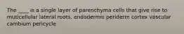 The ____ is a single layer of parenchyma cells that give rise to muticellular lateral roots. endodermis periderm cortex vascular cambium pericycle