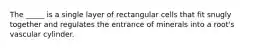 The _____ is a single layer of rectangular cells that fit snugly together and regulates the entrance of minerals into a root's vascular cylinder.