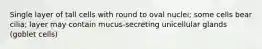 Single layer of tall cells with round to oval nuclei; some cells bear cilia; layer may contain mucus-secreting unicellular glands (goblet cells)