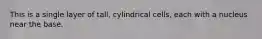 This is a single layer of tall, cylindrical cells, each with a nucleus near the base.