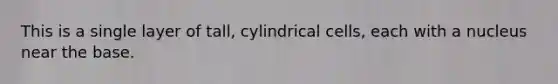 This is a single layer of tall, cylindrical cells, each with a nucleus near the base.