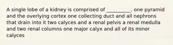 A single lobe of a kidney is comprised of __________. one pyramid and the overlying cortex one collecting duct and all nephrons that drain into it two calyces and a renal pelvis a renal medulla and two renal columns one major calyx and all of its minor calyces