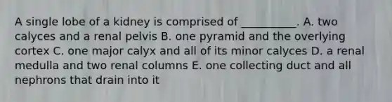 A single lobe of a kidney is comprised of __________. A. two calyces and a renal pelvis B. one pyramid and the overlying cortex C. one major calyx and all of its minor calyces D. a renal medulla and two renal columns E. one collecting duct and all nephrons that drain into it