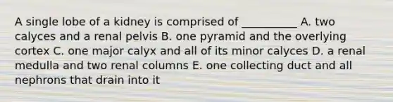 A single lobe of a kidney is comprised of __________ A. two calyces and a renal pelvis B. one pyramid and the overlying cortex C. one major calyx and all of its minor calyces D. a renal medulla and two renal columns E. one collecting duct and all nephrons that drain into it
