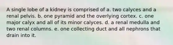 A single lobe of a kidney is comprised of a. two calyces and a renal pelvis. b. one pyramid and the overlying cortex. c. one major calyx and all of its minor calyces. d. a renal medulla and two renal columns. e. one collecting duct and all nephrons that drain into it.