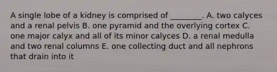 A single lobe of a kidney is comprised of ________. A. two calyces and a renal pelvis B. one pyramid and the overlying cortex C. one major calyx and all of its minor calyces D. a renal medulla and two renal columns E. one collecting duct and all nephrons that drain into it