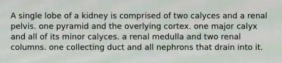 A single lobe of a kidney is comprised of two calyces and a renal pelvis. one pyramid and the overlying cortex. one major calyx and all of its minor calyces. a renal medulla and two renal columns. one collecting duct and all nephrons that drain into it.