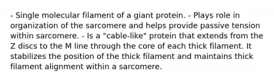 - Single molecular filament of a giant protein. - Plays role in organization of the sarcomere and helps provide passive tension within sarcomere. - Is a "cable-like" protein that extends from the Z discs to the M line through the core of each thick filament. It stabilizes the position of the thick filament and maintains thick filament alignment within a sarcomere.