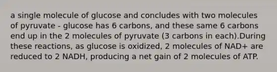 a single molecule of glucose and concludes with two molecules of pyruvate - glucose has 6 carbons, and these same 6 carbons end up in the 2 molecules of pyruvate (3 carbons in each).During these reactions, as glucose is oxidized, 2 molecules of NAD+ are reduced to 2 NADH, producing a net gain of 2 molecules of ATP.