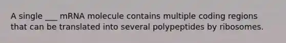 A single ___ mRNA molecule contains multiple coding regions that can be translated into several polypeptides by ribosomes.